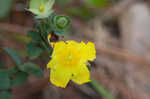 Fourpetal St. Johnswort